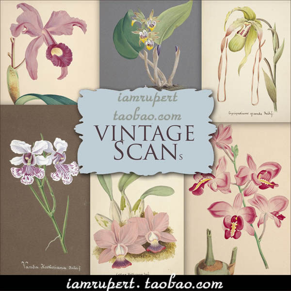 四套jpg图片复古兰花插画手绘装饰插画插图花卉图谱写生临摹素材