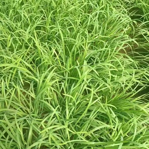 有机韭菜。。。//有机