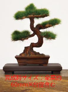 PLATZ BON 桌面园林艺术 松 饰 模型 拼装 盆栽盆景绿化装