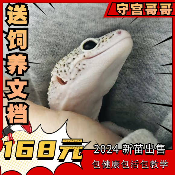 守宫哥哥守宫宠物可爱温顺蜥蜴