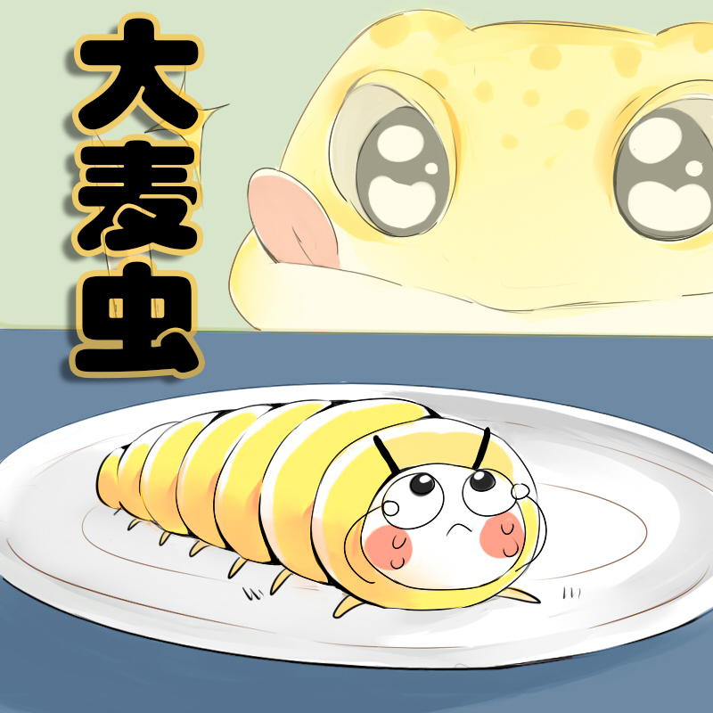 大麦虫活体饲料蜥蜴守宫爬宠活虫专业饲养盒仓鼠刺猬观赏鱼鸟食