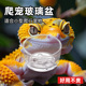 爬虫无菌玻璃水杯果泥食盆蛇守宫蛙睫角鬃狮蜥仓鼠蜘蛛加湿水盆