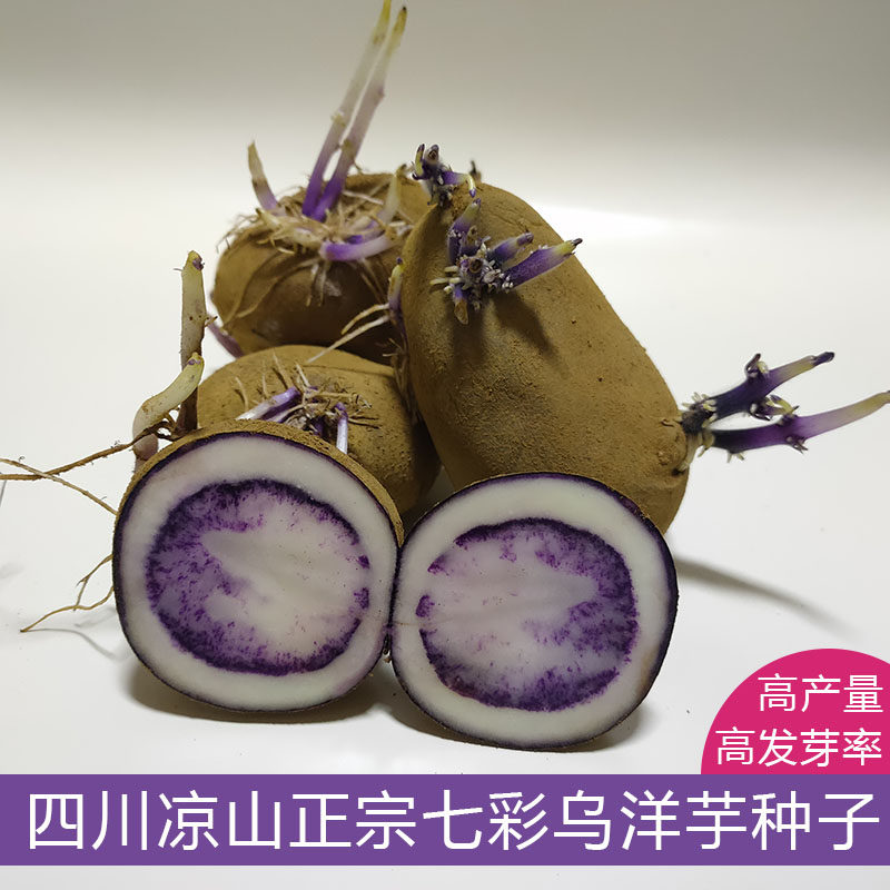 凉山七彩乌洋芋种子10斤包邮