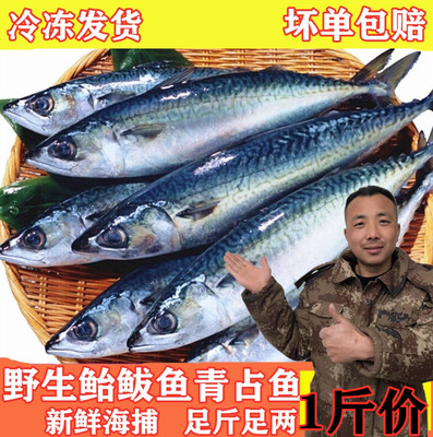 鲐鲅鱼海捕船冻鲐鱼青