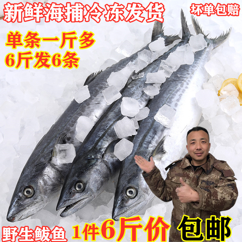 新鲜速冻海鲜海鱼冷冻野生大鲅鱼马鲛鱼燕鲅鱼一斤一条6斤装包邮