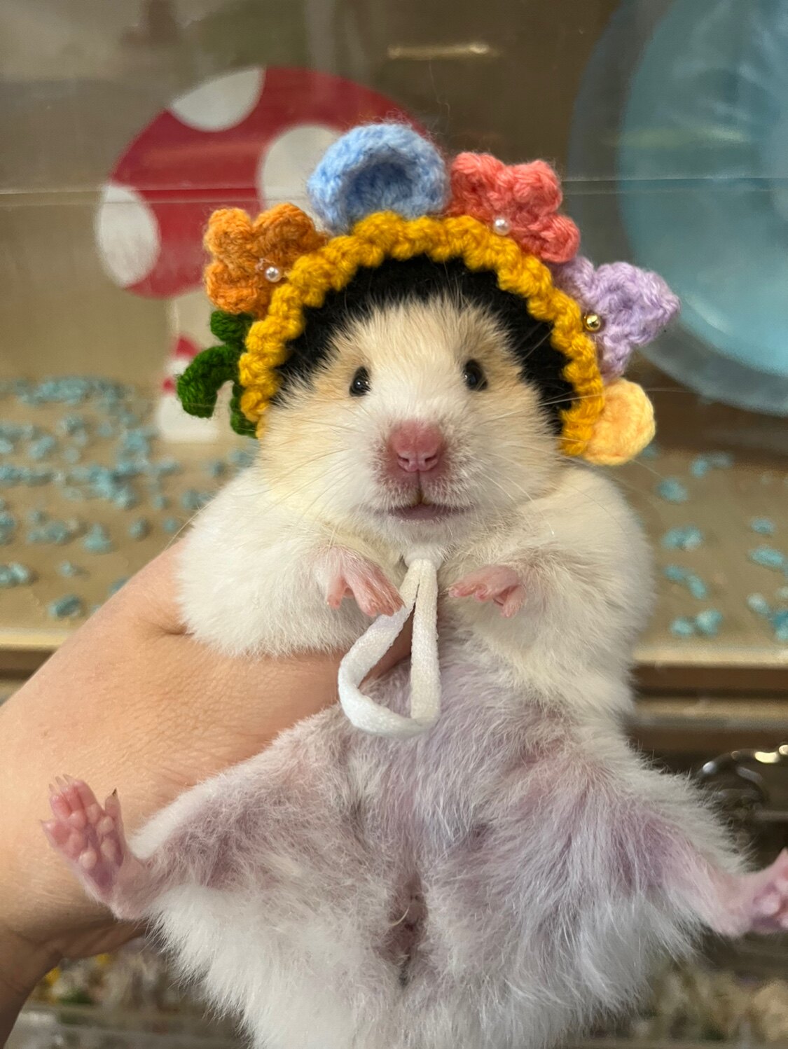 手工钩织仓鼠金丝熊小宠浔埔簪花女帽子拍照神器头套变装帽子