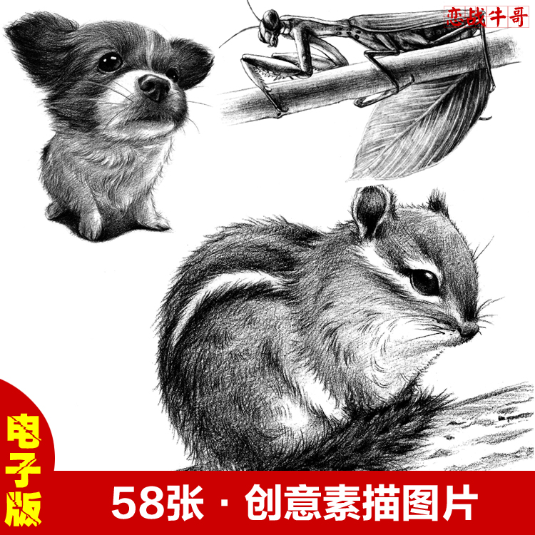 【58张】高清创意素描图片美术手绘临摹图片动物植物