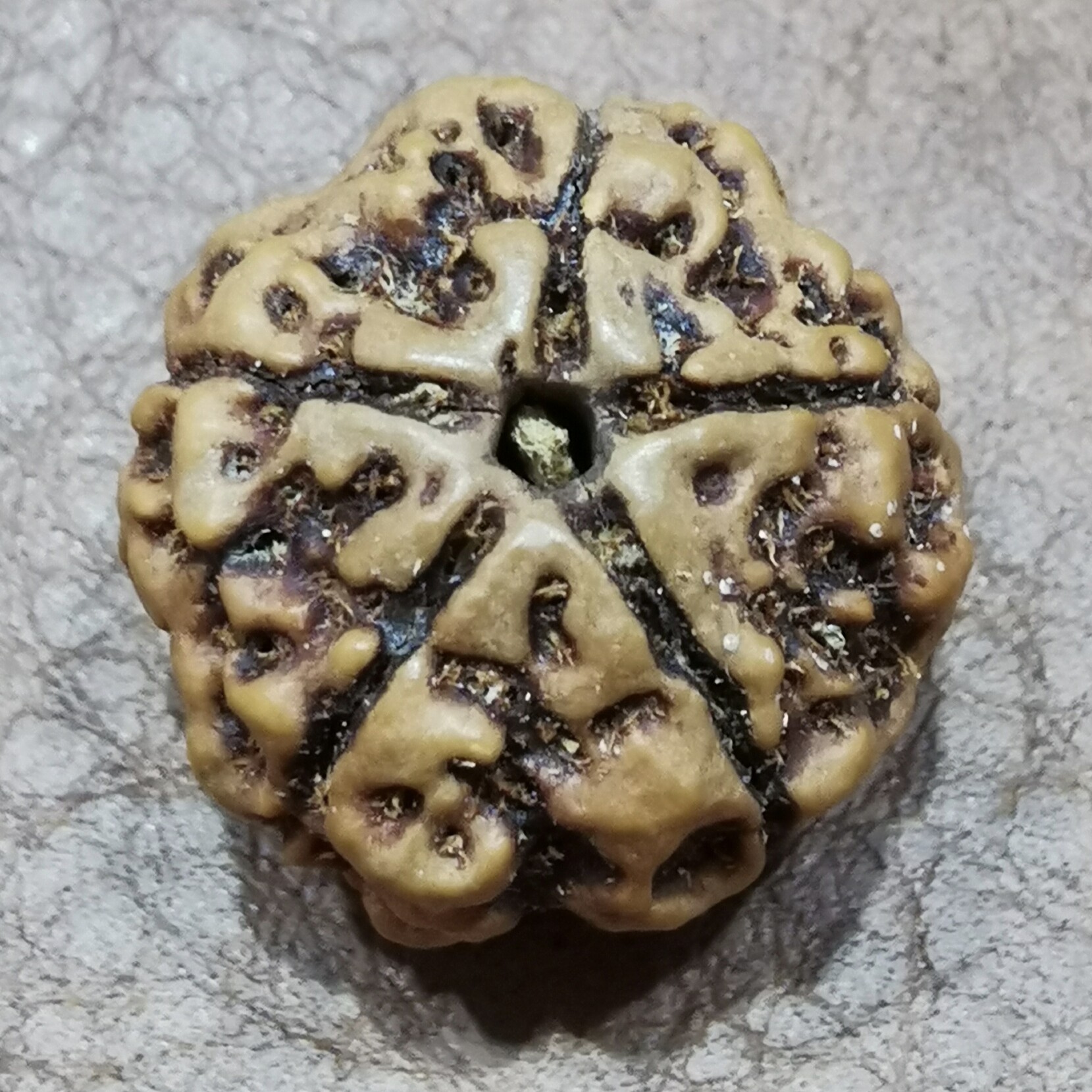 五星肉纹黄皮尼泊尔大金刚菩提子菩提