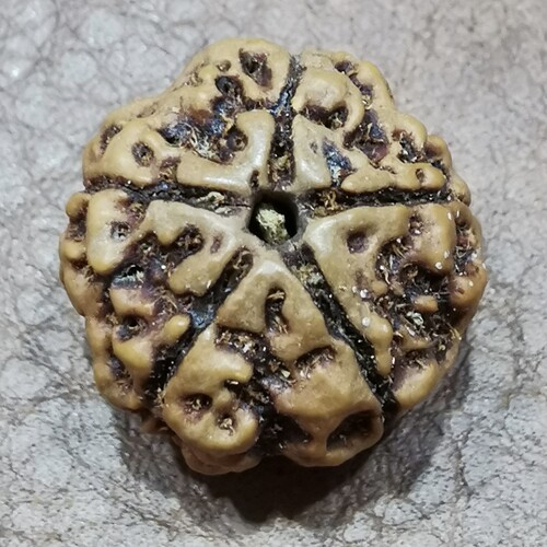 五星肉纹黄皮尼泊尔大金刚菩提子手串男
