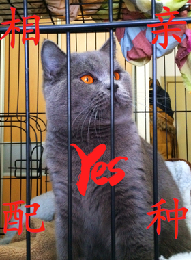 纯种英国短毛猫蓝猫立耳大头铜橙色眼睛配种交配相亲公弟弟DD