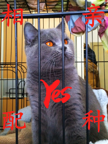 纯种英国短毛猫蓝猫立耳大头铜橙色眼睛配种交配相亲公弟弟DD