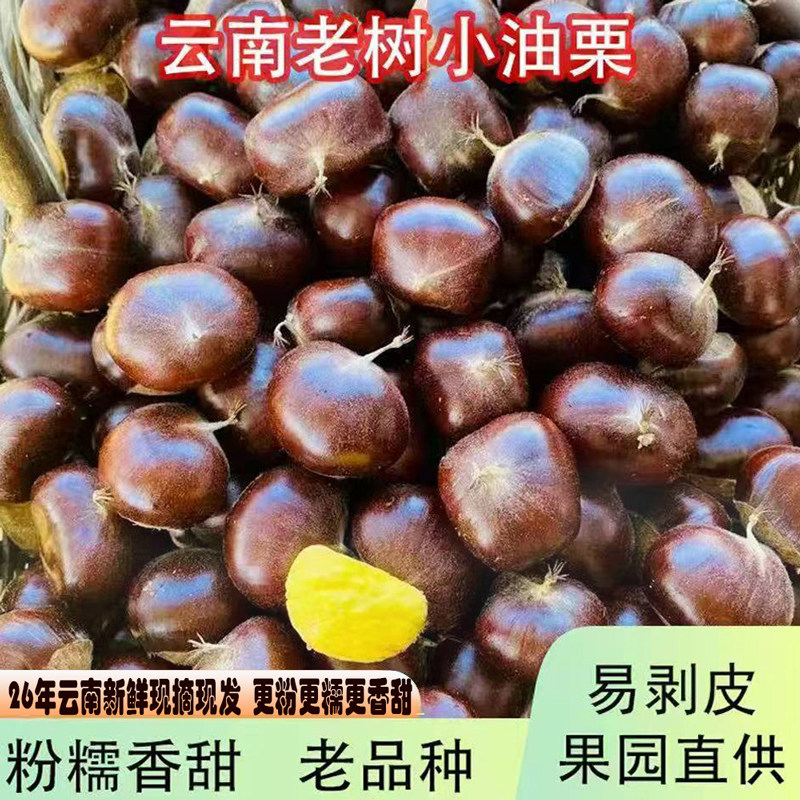 板栗易剥皮26新货云南新鲜生迁西板栗农家自种高山正宗油板栗现货