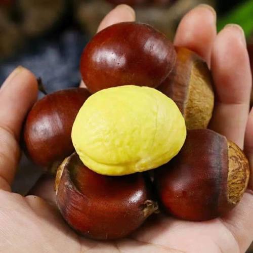 板栗生新鲜产地直发云南老树板栗