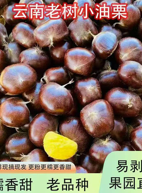 板栗2025新货云南新鲜生迁西小板栗子农家自种高山正宗油板栗现货