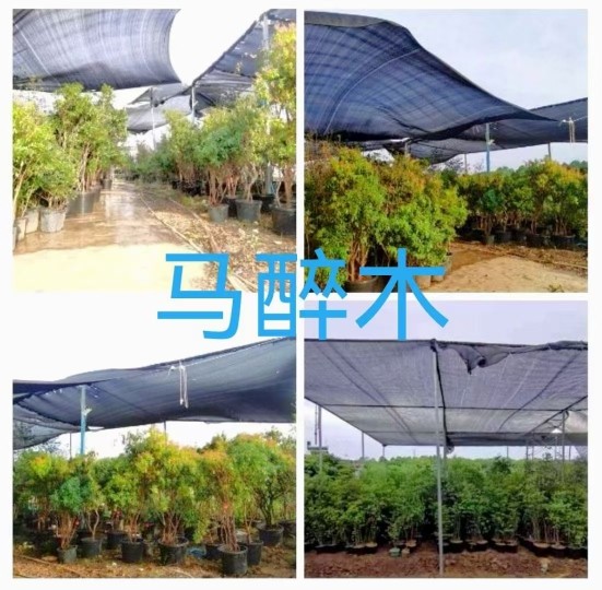 马醉木盆栽直播间连接,鲜花速递/花卉仿真/绿植园艺,绿植,淘宝优惠券,粉丝福利购,淘宝优惠卷