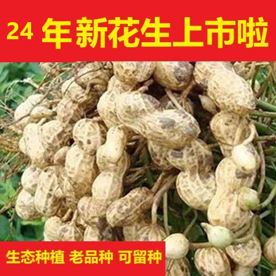 26年新货东北农家带壳干花生挑选新鲜大海花晒干老品种粉皮生花生