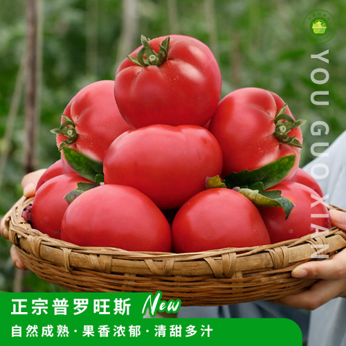 普罗旺斯西红柿，生吃沙瓤清甜哦