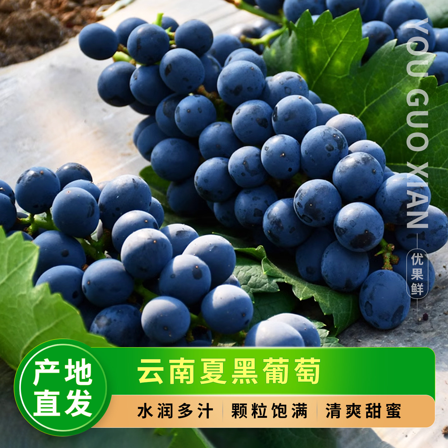 正宗云南夏黑葡萄,整串大颗粒!