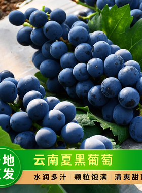 云南夏黑葡萄新鲜现摘当季无籽葡萄整串大颗粒黑加仑非巨峰5斤装A