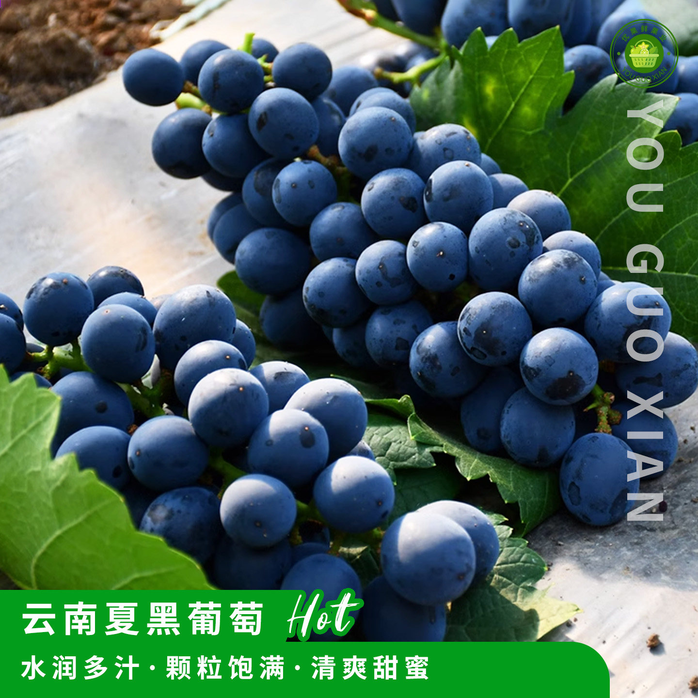 云南夏黑葡萄新鲜现摘当季无籽葡萄整串大颗粒黑加仑非巨峰5斤装A