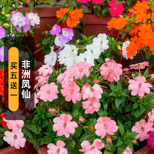 非洲凤仙种子500粒单瓣玻璃翠沃勒苏丹凤仙花籽室外阳台盆栽春播