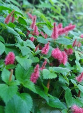 猫尾红，草本地被观花植物，红尾铁苋岁岁红，可做垂吊