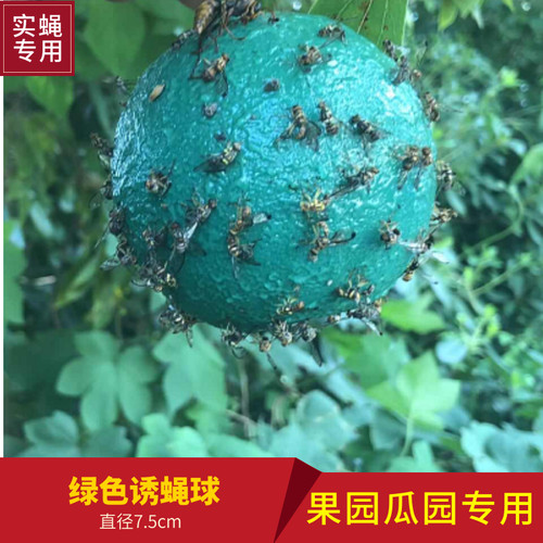 瓜果实蝇针峰实蝇粘胶板绿色黄色诱蝇球果园瓜园专用粘虫板诱虫板