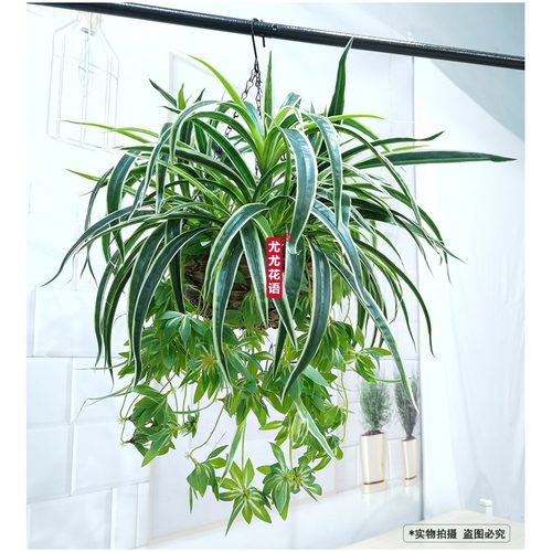 仿真绿植吊兰假花绿萝垂吊植物阳台客厅装饰仿真植物盆栽吊篮套装 - 封面