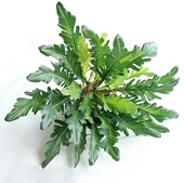 仿真绿植波斯叶鸟巢蕨蕨类植物墙配材室内外森系假草婚庆装 饰花艺