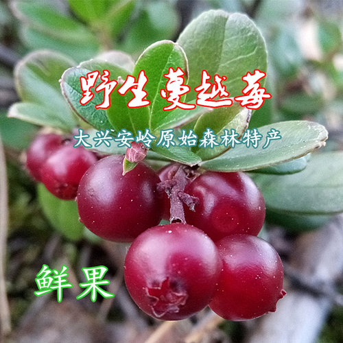 黑龙江大兴安岭野生蔓越莓鲜冻果