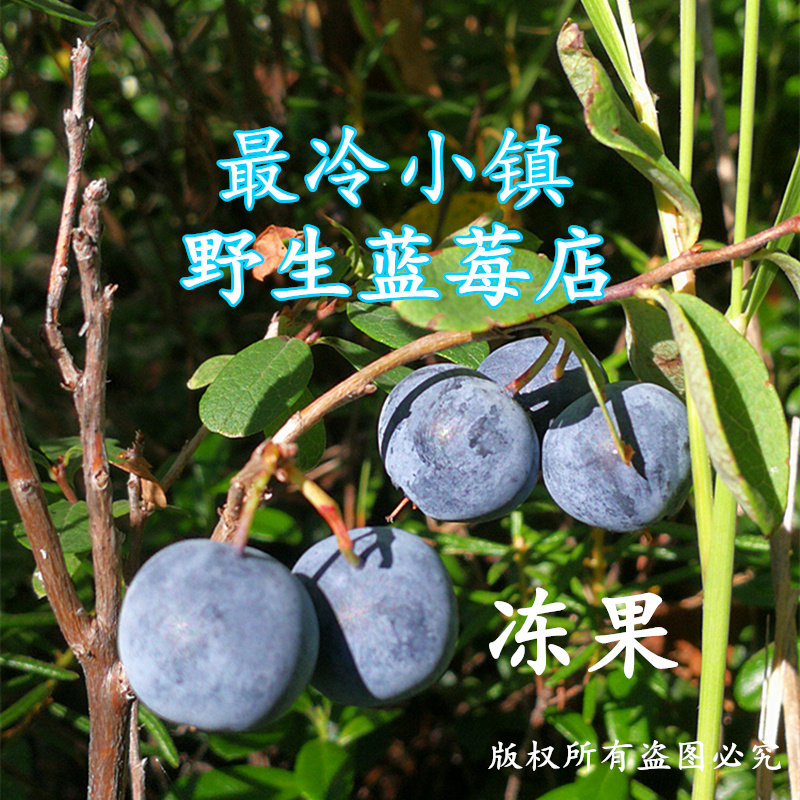 野生蓝莓冰冻新鲜水果大兴安岭纯野生都柿果粒5.5斤袋装