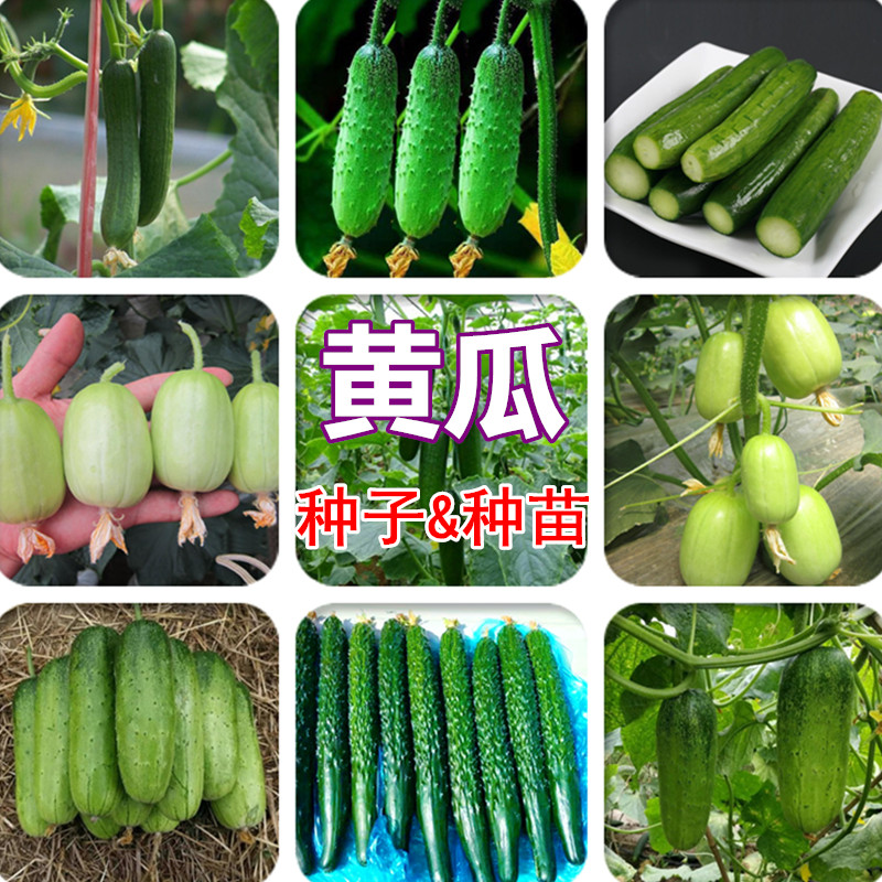 高产四季荷兰进口黄瓜种子图片
