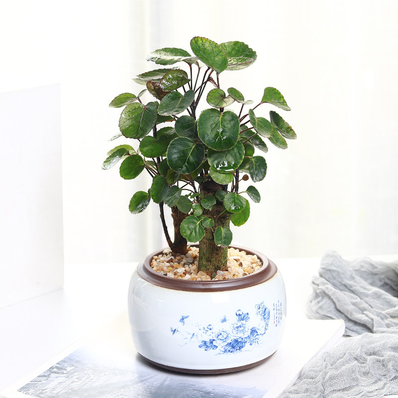钱多多金钱兜福禄桐盆栽植物办公室内客厅四季常青吸甲醛桌面绿植