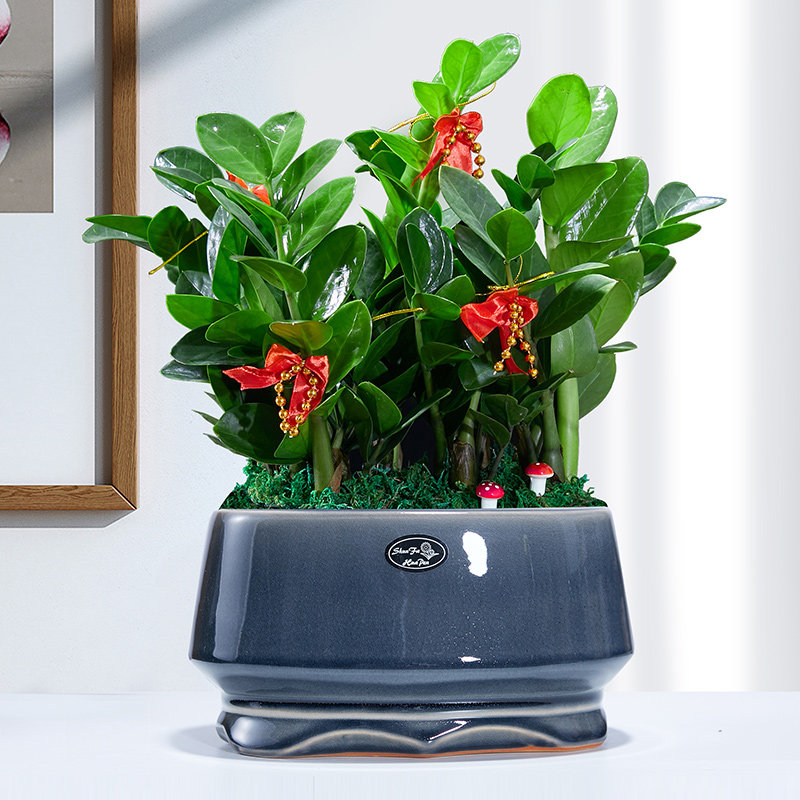 金钱树盆栽植物室内办公室客厅钱串子大盆绿植四季常青观叶招财树