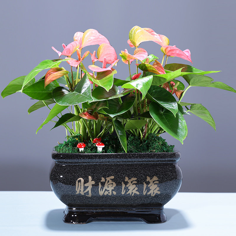 粉掌盆栽土培植物室内好养绿植水养花卉四季常青红掌鲜花一帆风顺