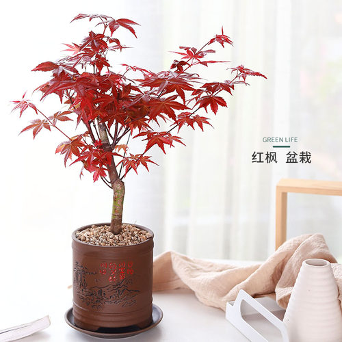 日本红枫桌面四季火焰枫树植物