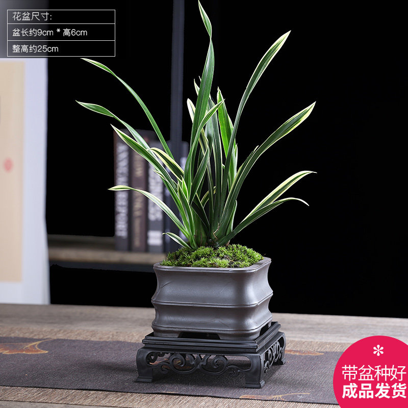神童冠兰花名贵建兰迷你金边兰花草盆栽花卉矮种开花四季室内植物