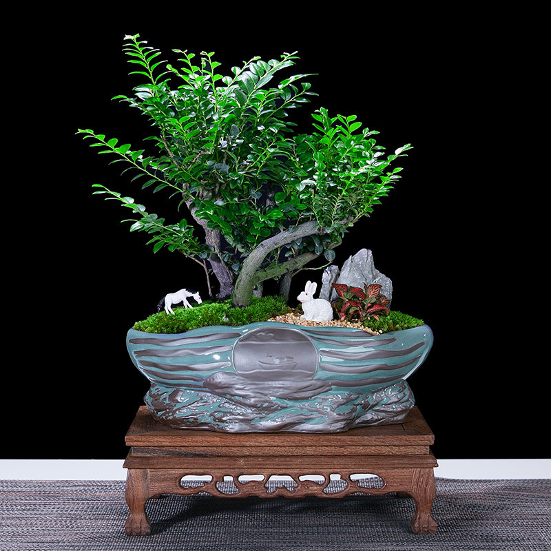 小叶紫檀小盆栽四季常青室内创意植物镇宅老桩黑骨茶耐阴禅意盆景,鲜花速递/花卉仿真/绿植园艺,绿植,淘宝优惠券,粉丝福利购,淘宝优惠卷