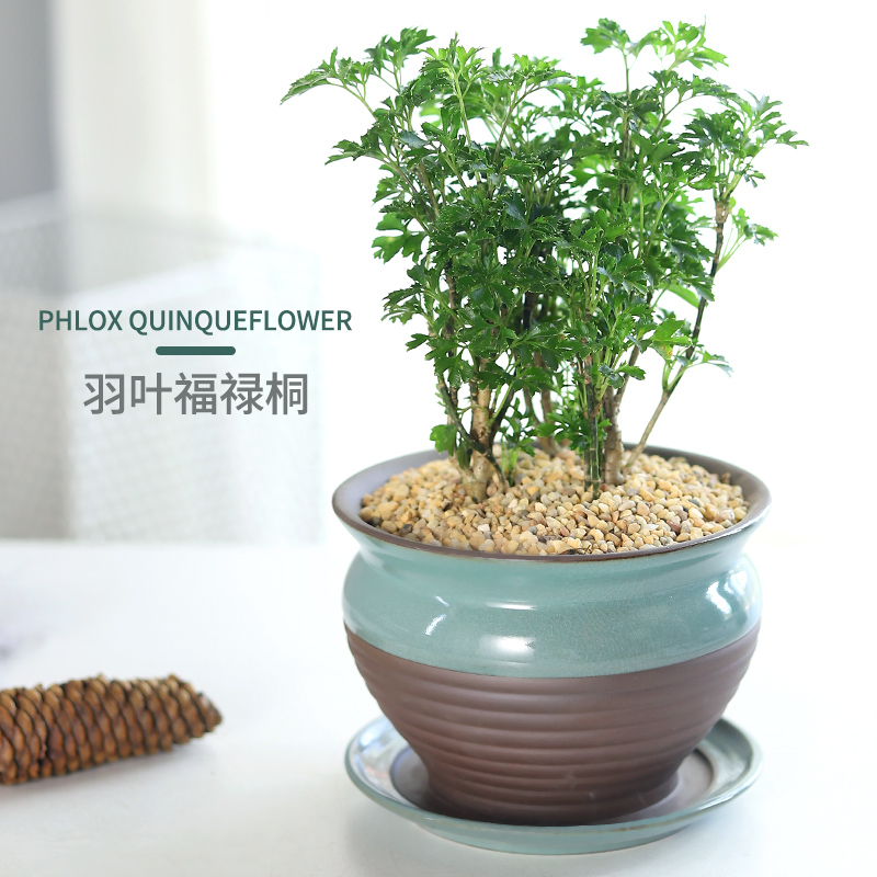 客厅四季常青净化空气羽叶福禄桐