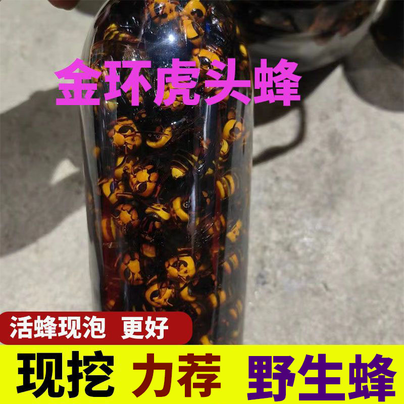 野生金环虎头蜂活蜂现泡鲜活金环大马蜂胡蜂泡酒土地蜂黄蜂大黄蜂