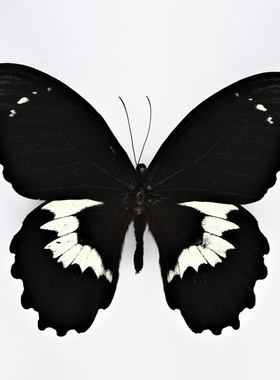 玉牙美凤蝶 真蝴蝶标本 Papilio gambrisius colossus SeramIs. 