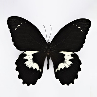 玉牙美凤蝶 真蝴蝶标本 Papilio gambrisius colossus SeramIs. 
