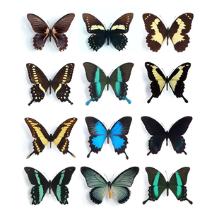 真蝴蝶标本凤蝶拼盘天堂凤蝶爱神凤蝶进口未展翅原蝶A1/A-