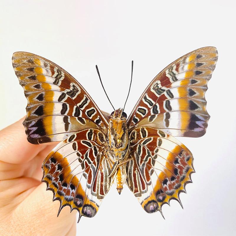 Charaxes brutus angustus 白螯蛱蝶 未展翅原蝶 A1/A- H011