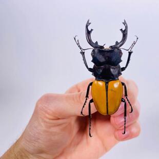 艾勒岗鬼艳锹（大颚型）昆虫标本Odontolabis mouhoti elegans A1