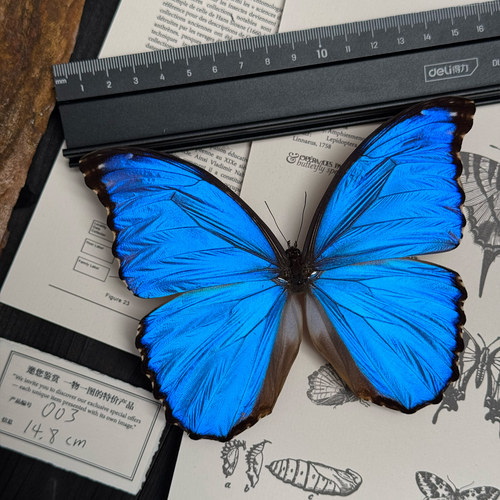 一物一拍道具手工机械真蝴蝶翅膀