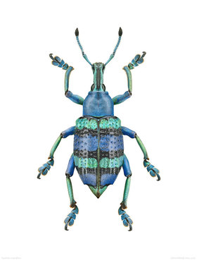 华丽彩虹象甲 Eupholus magnificus E013 未整姿原虫昆虫标本