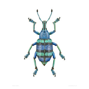 华丽彩虹象甲 Eupholus magnificus E013 未整姿原虫昆虫标本