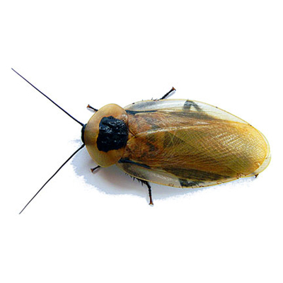 真昆虫标本伪死人头蟑螂