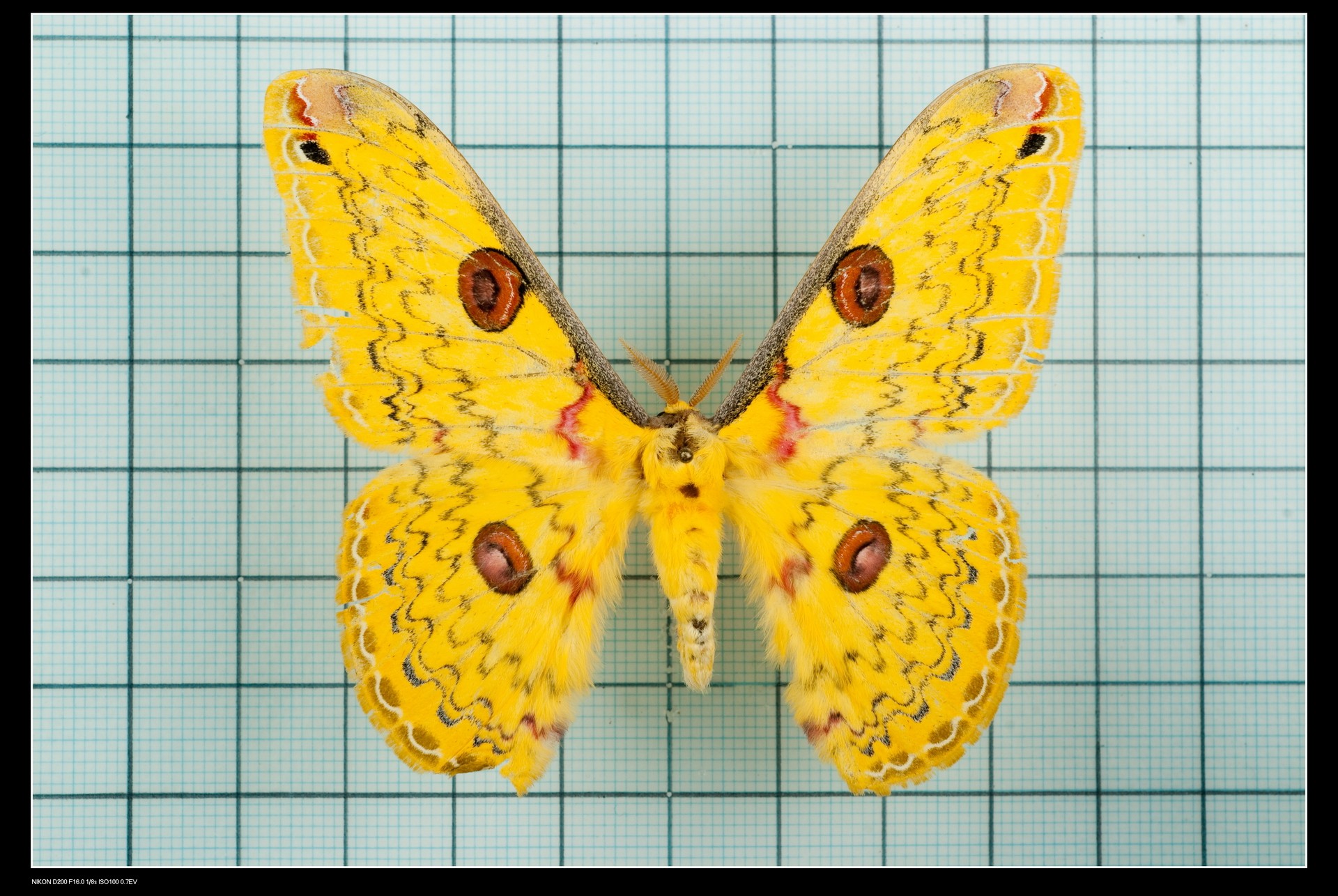 loepa cynopis  黄豹大蚕蛾 c017 未展翅原蛾